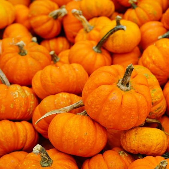Pumpkins - News flash