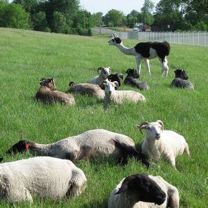 sheep and llamas laying in a fenced in grass field