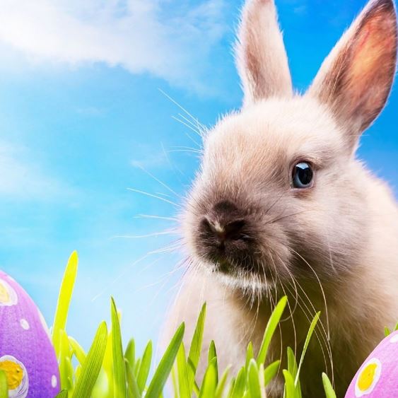 Easter_Egg_Hunt_News