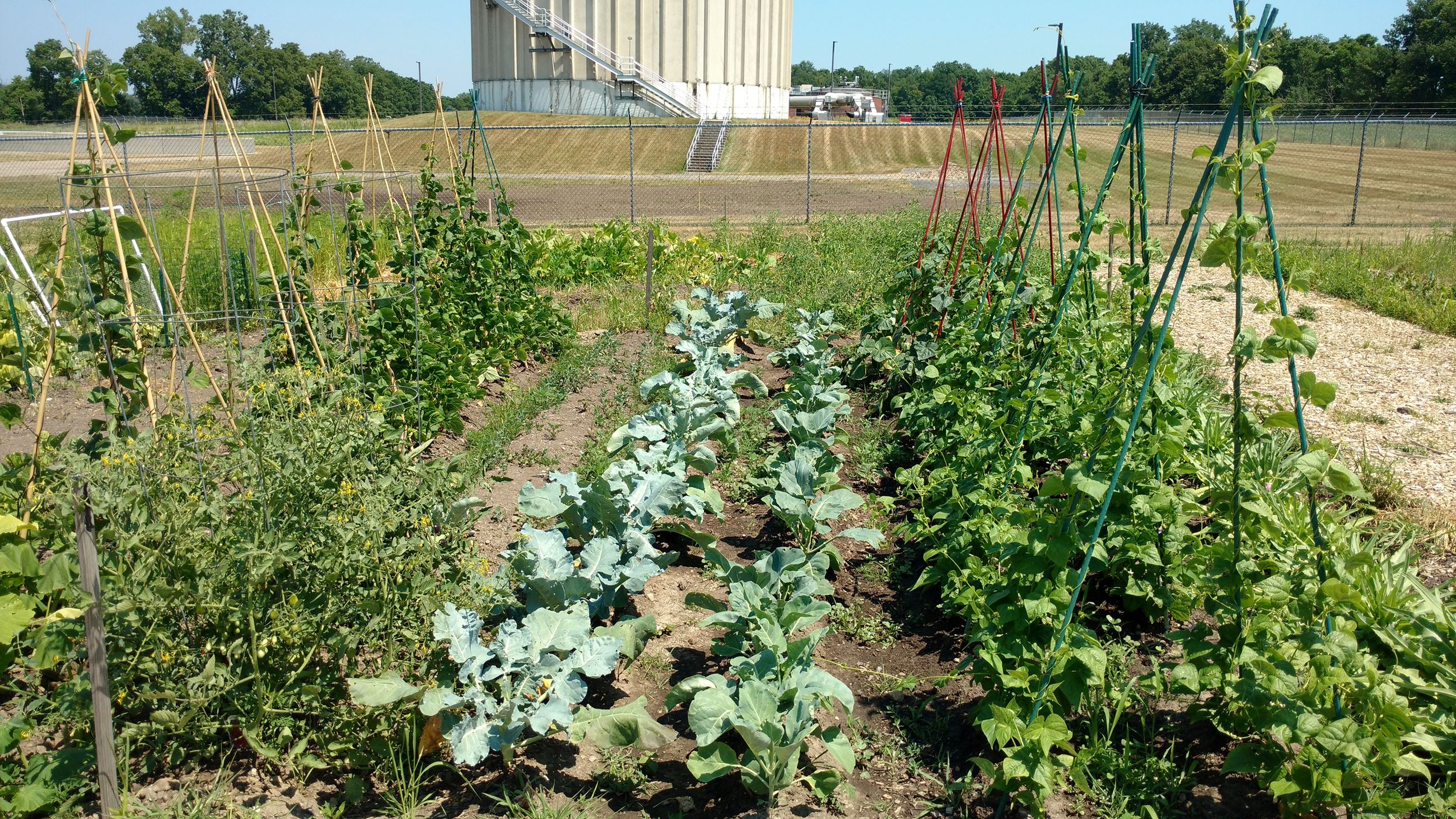 garden rows with a storage tank in the background Opens in new window